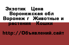 Экзотик › Цена ­ 7 000 - Воронежская обл., Воронеж г. Животные и растения » Кошки   